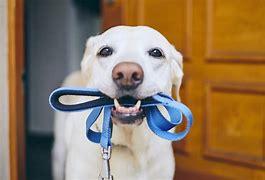 dog dog